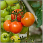 Heat tolerant Creole tomato seeds for warm climate growing