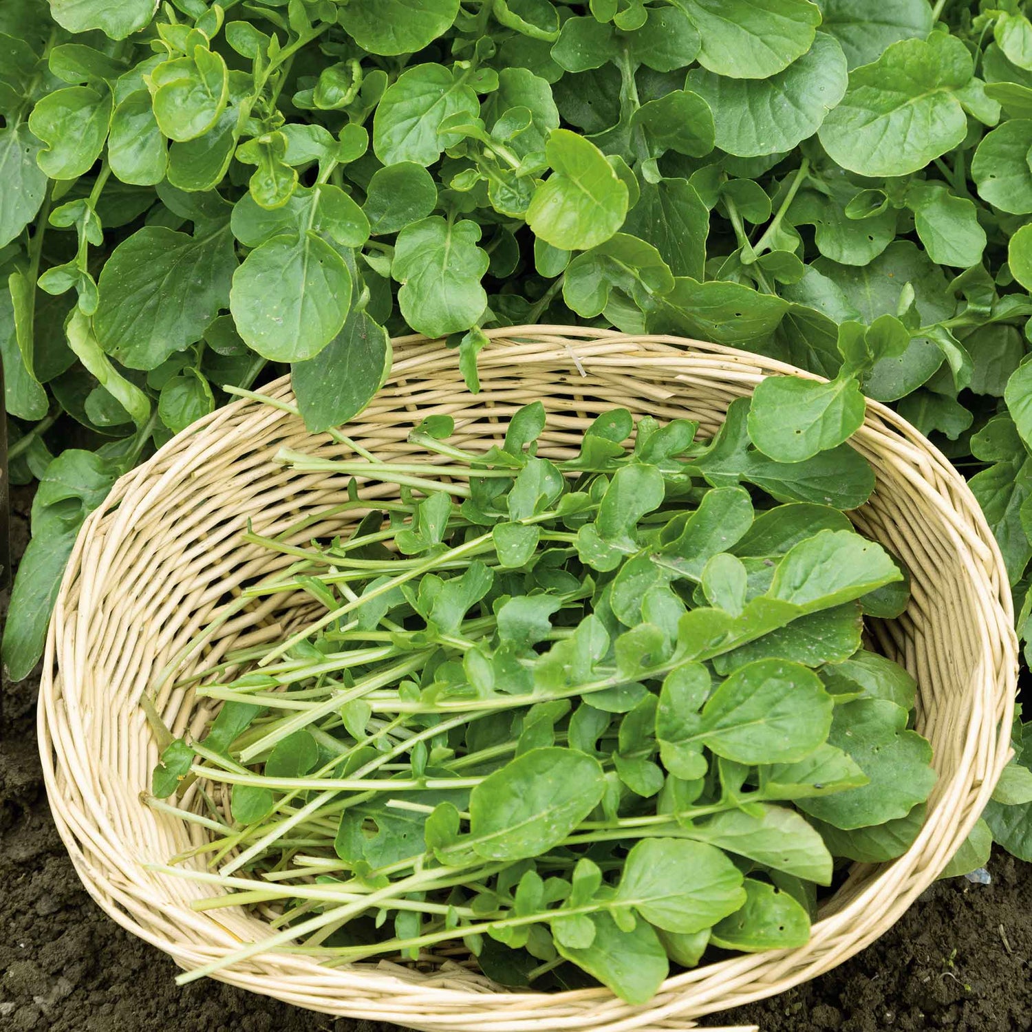 Upland Cress Seeds