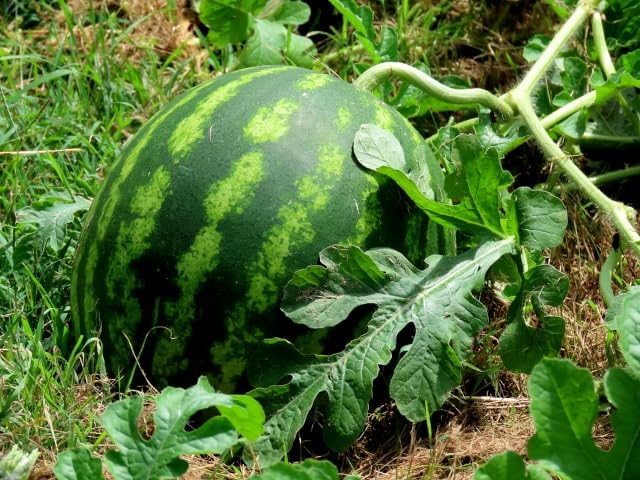 Crimson flesh watermelon seeds hybrid garden variety