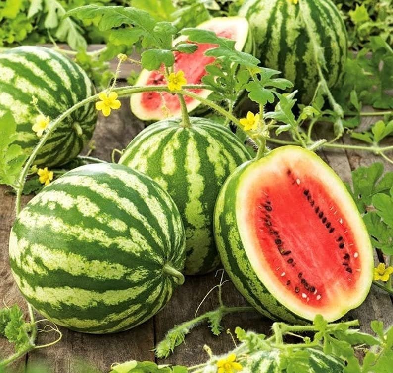 Crimson sweet watermelon seeds organic