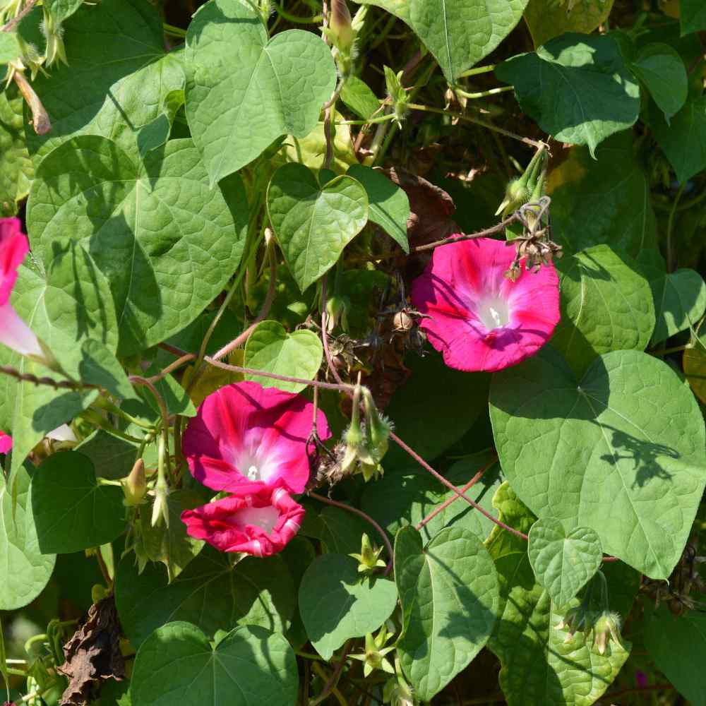 Morning Glory Crimson Rambler