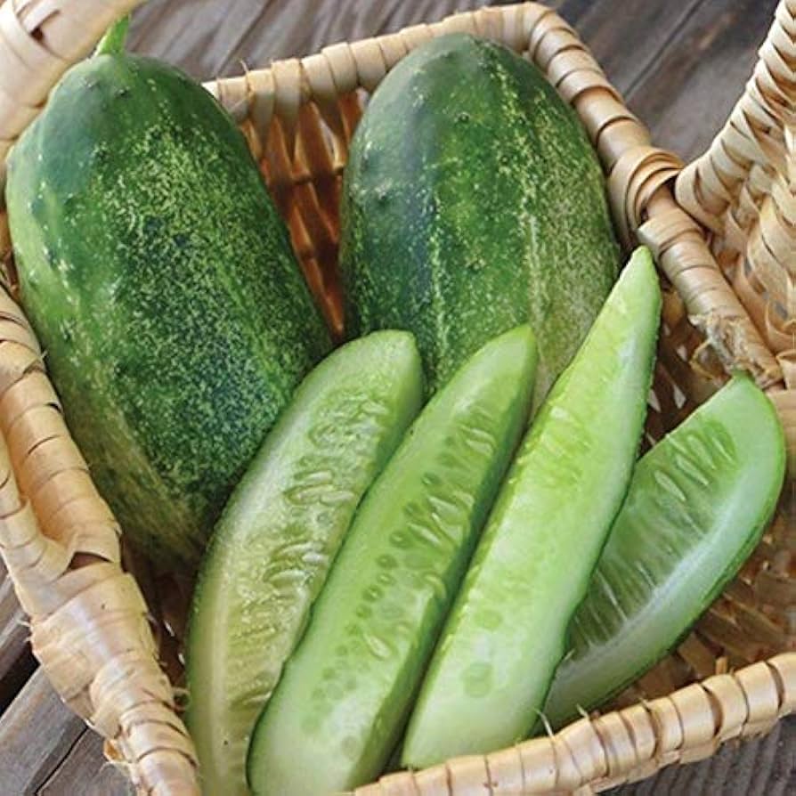 Crisp pickling cucumber seeds Alibi variety for gardening