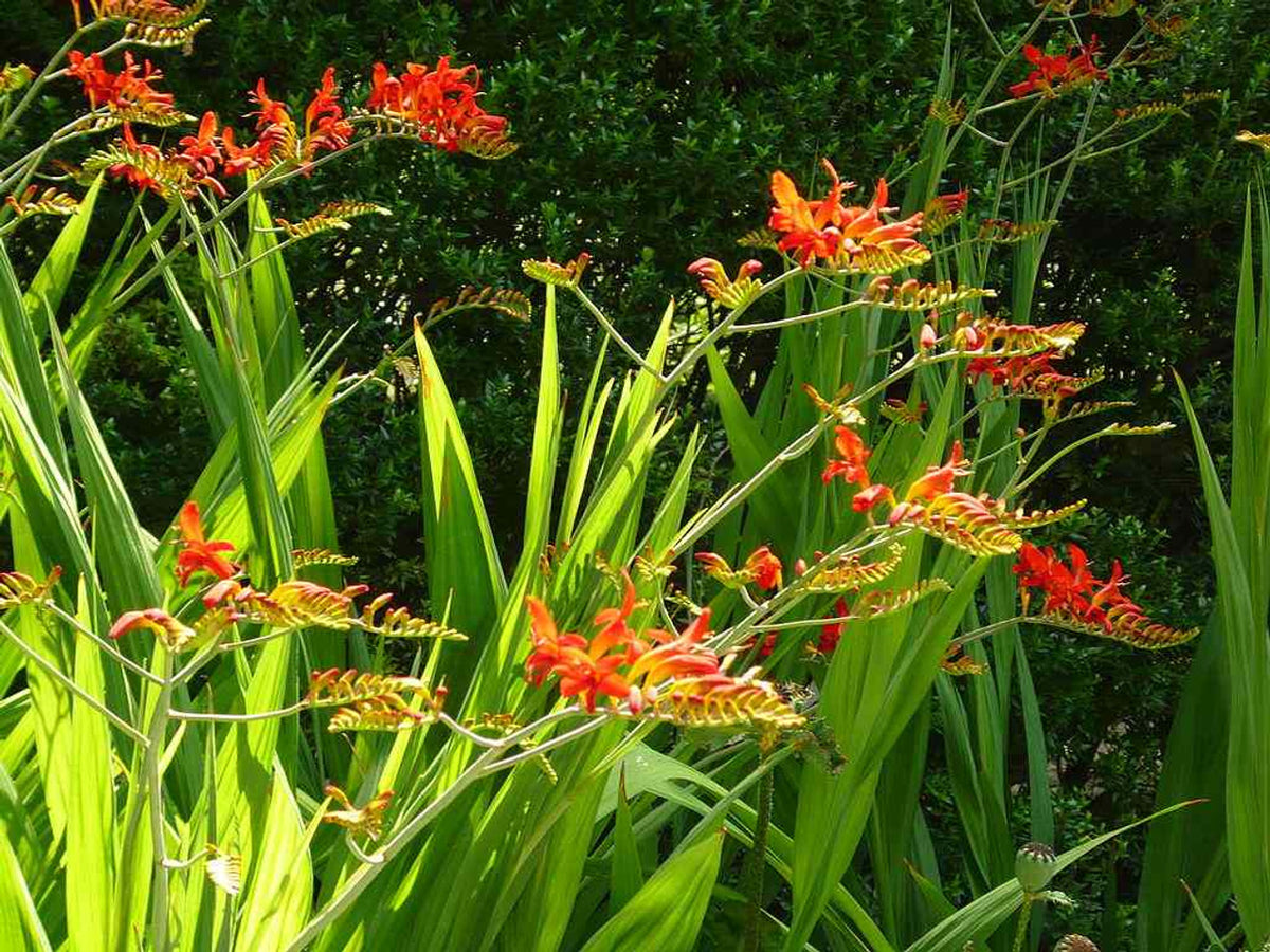 Crocosmia Montbretia Lucifer Corms – Fiery Red Blooms Dug from Home Garden