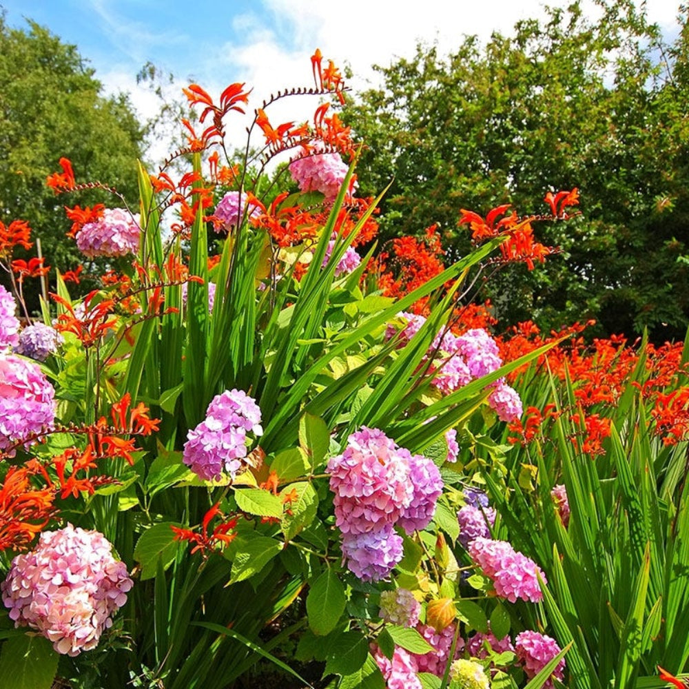 Blue African Lily and Crocosmia Lucifer Seeds – Mixed