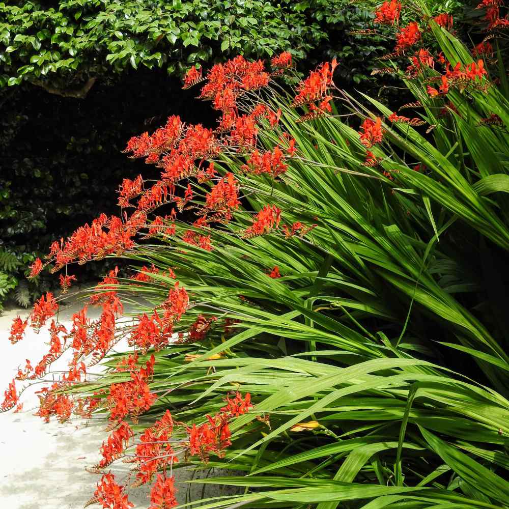 Crocosmia Fiery Red Summer Bloom Plant Seeds