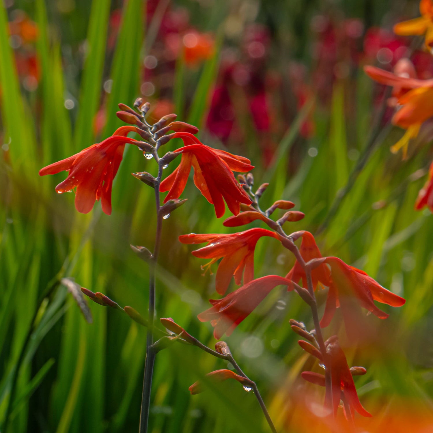 Crocosmia Fiery Red Summer Bloom Plant Seeds