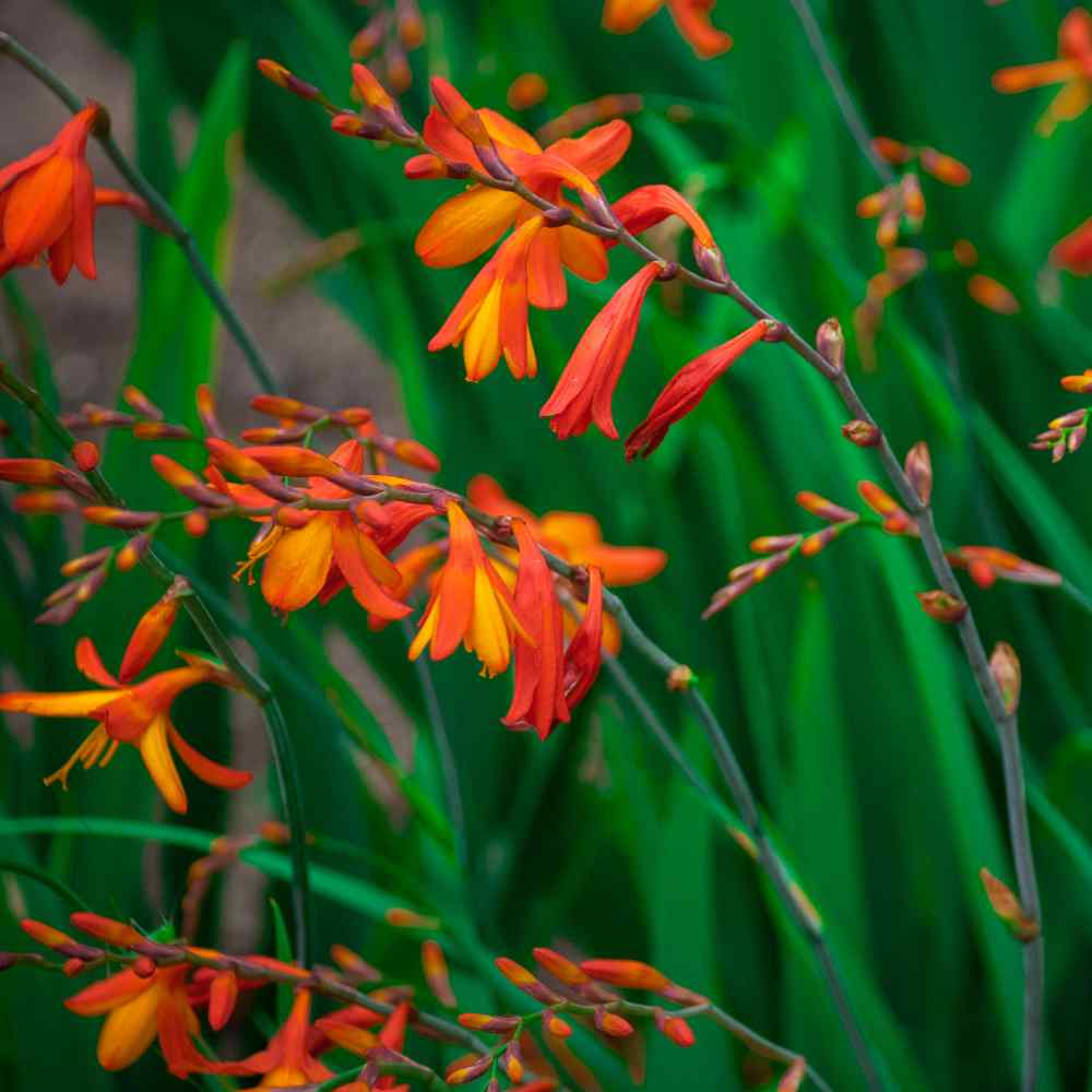 Crocosmia Fiery Red Summer Bloom Plant Seeds