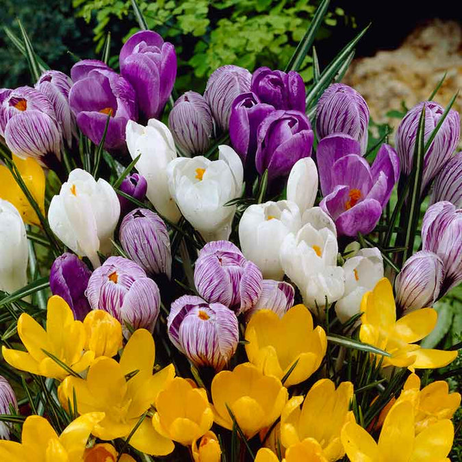 flowers high quality flower seeds for growing vibrant and colorful blooms in home gardens and landscapes organic flowers premium organic flower seeds for sustainable gardening and beautiful blossoms suitable for all climates