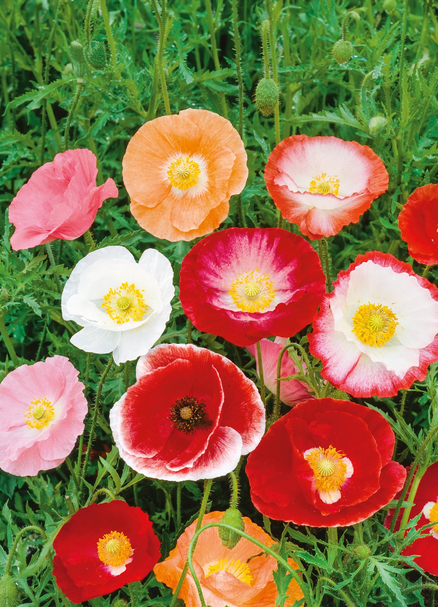 Shirley Single Petal Poppy Papaver Rhoeas Flowering Seeds For Planting