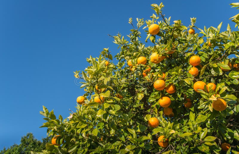 Poorman Orange (Citrus reticulata) – Sweet, Easy-to-Peel Tangerine Variety