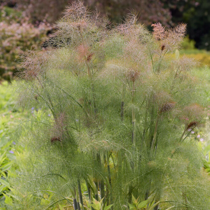 Foeniculum vulgare Bronze Fennel Herb Seeds for Planting
