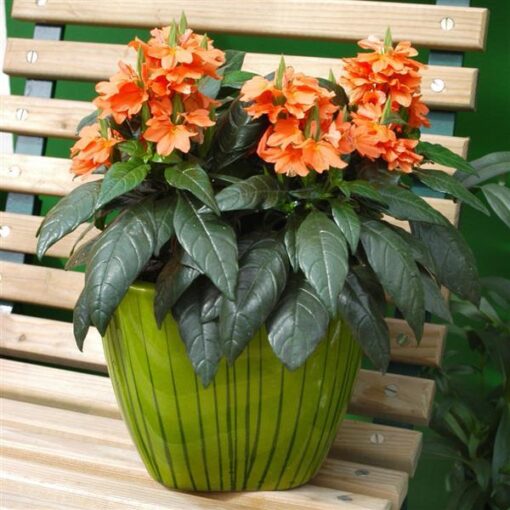 Crossandra Tropic Flame Imported heirloom non-gmo organic garden seeds