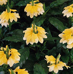 Crossandra Yellow Splash Imported heirloom non-gmo organic garden seeds