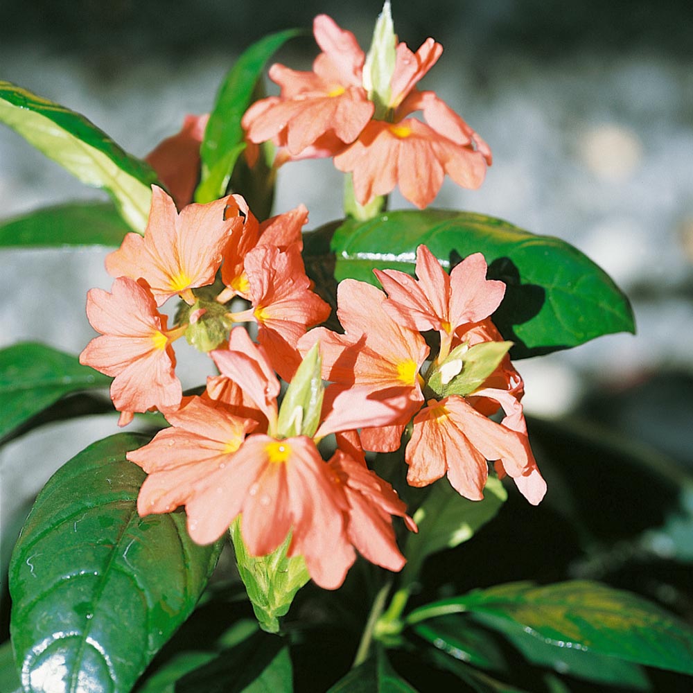 Crossandra Tropic Flame Exotic Orange Bloom Plant Seeds