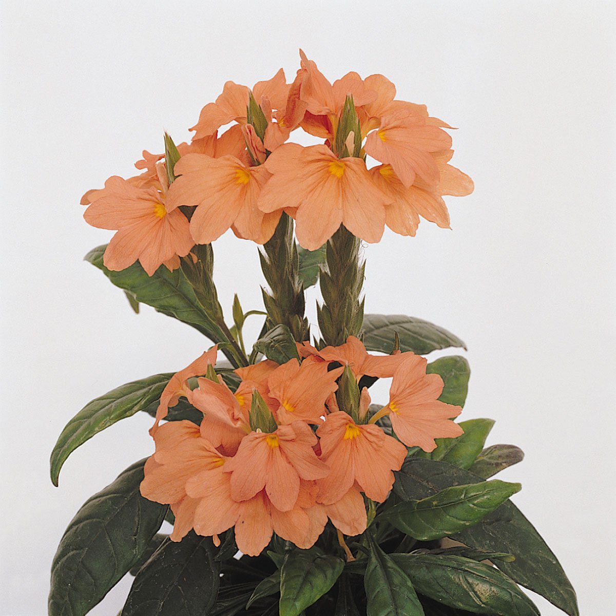 Crossandra Tropic Flame Exotic Orange Bloom Plant Seeds