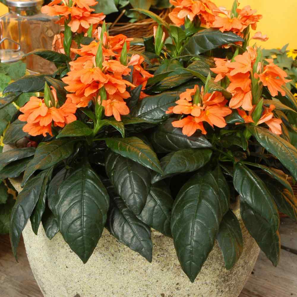 Crossandra Tropic Flame Exotic Orange Bloom Plant Seeds