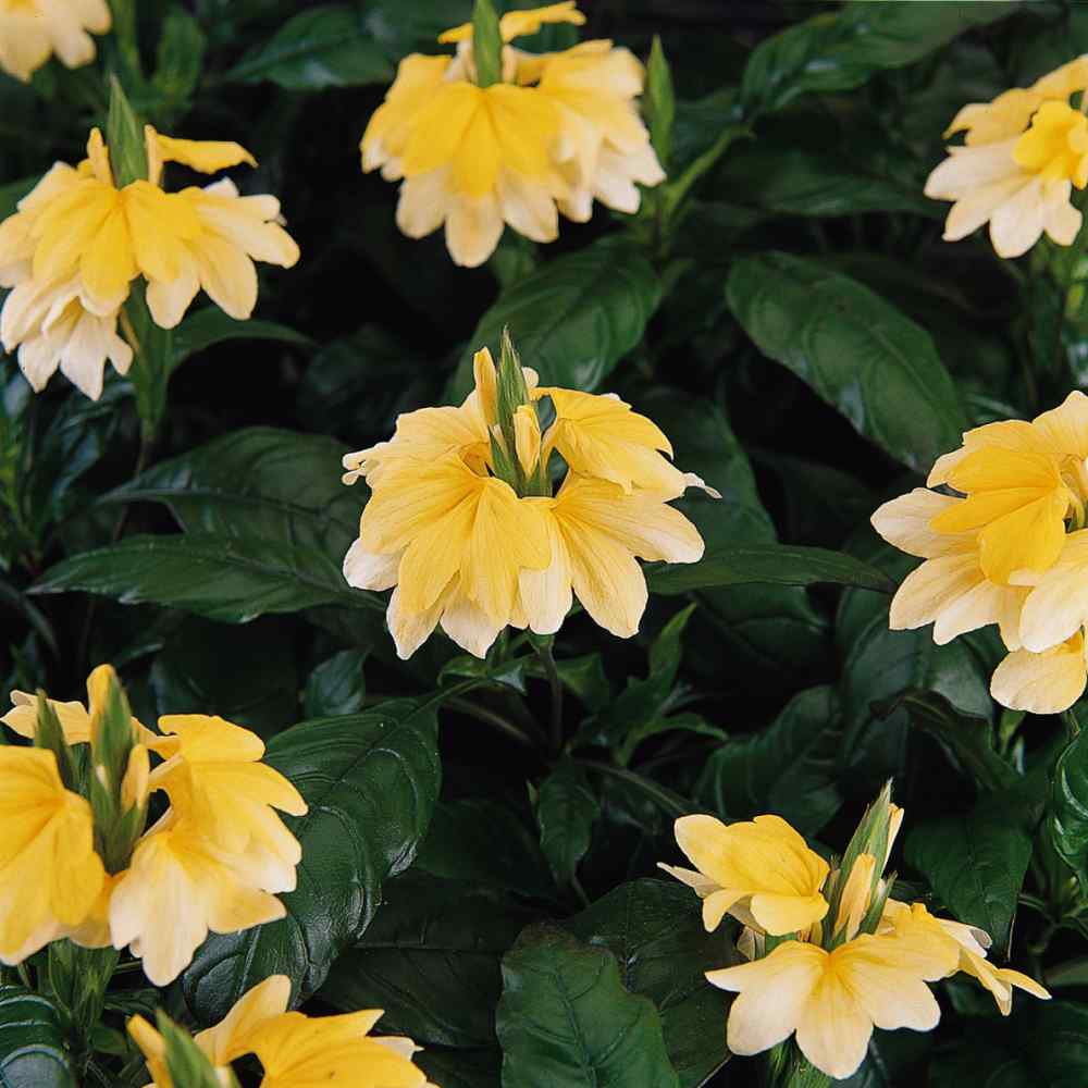 Crossandra Yellow Splash Bright Bloom Plant Seeds