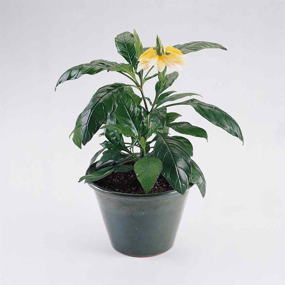 Crossandra Yellow Splash Bright Bloom Plant Seeds