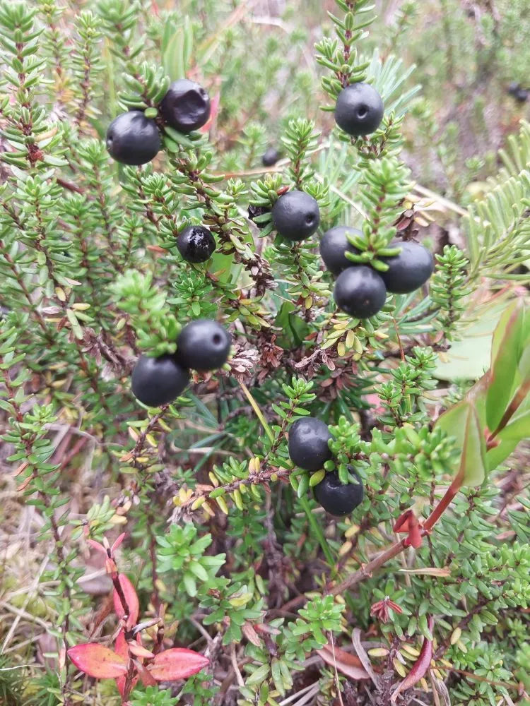 Crowberry ground cover seeds high germination