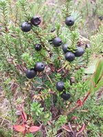 Crowberry ground cover seeds high germination