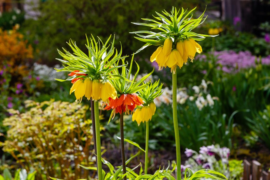 Fritillaria Blend Crown Imperial Bulbs