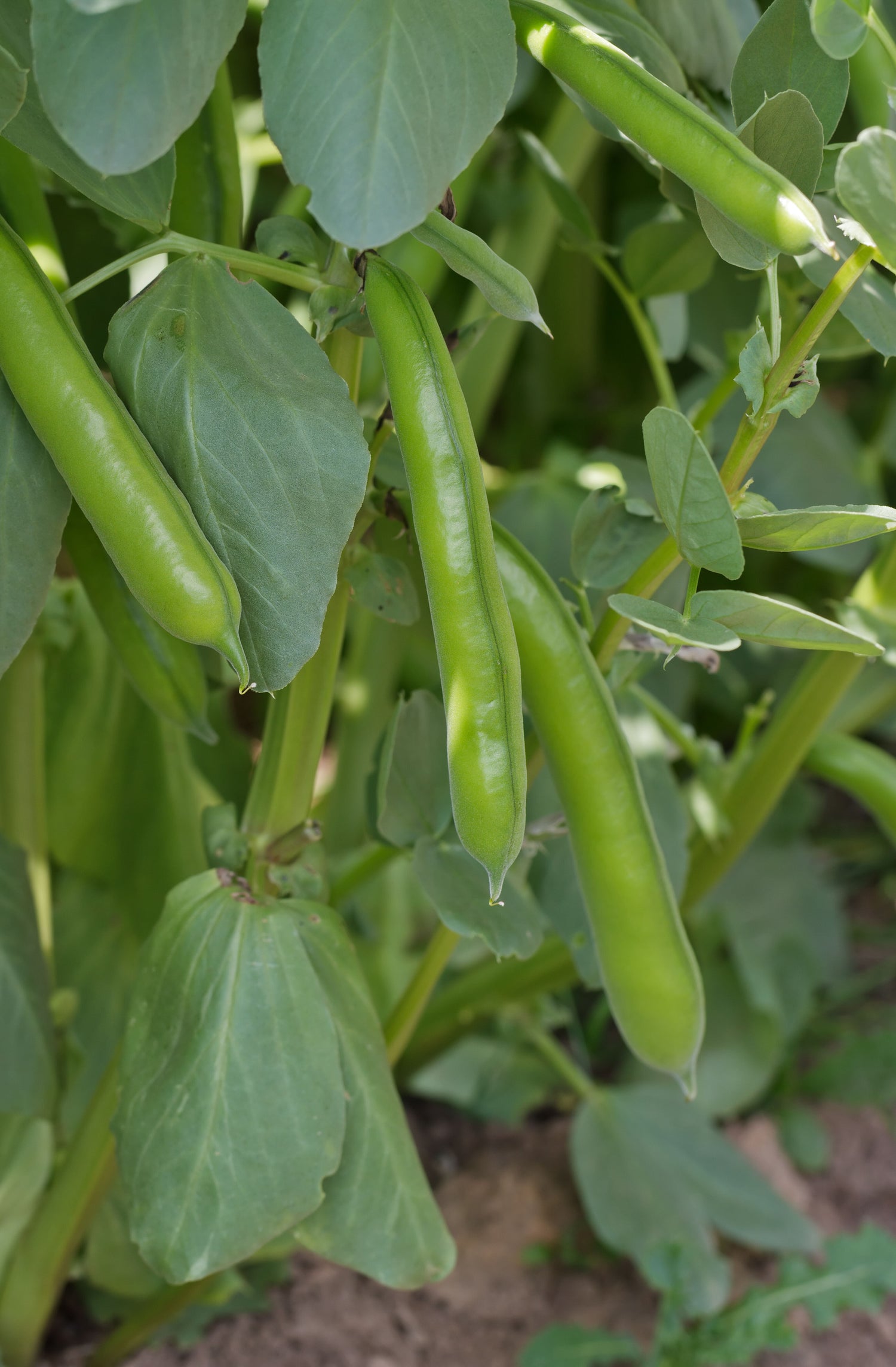 Henderson Lima Bush Bean Seeds