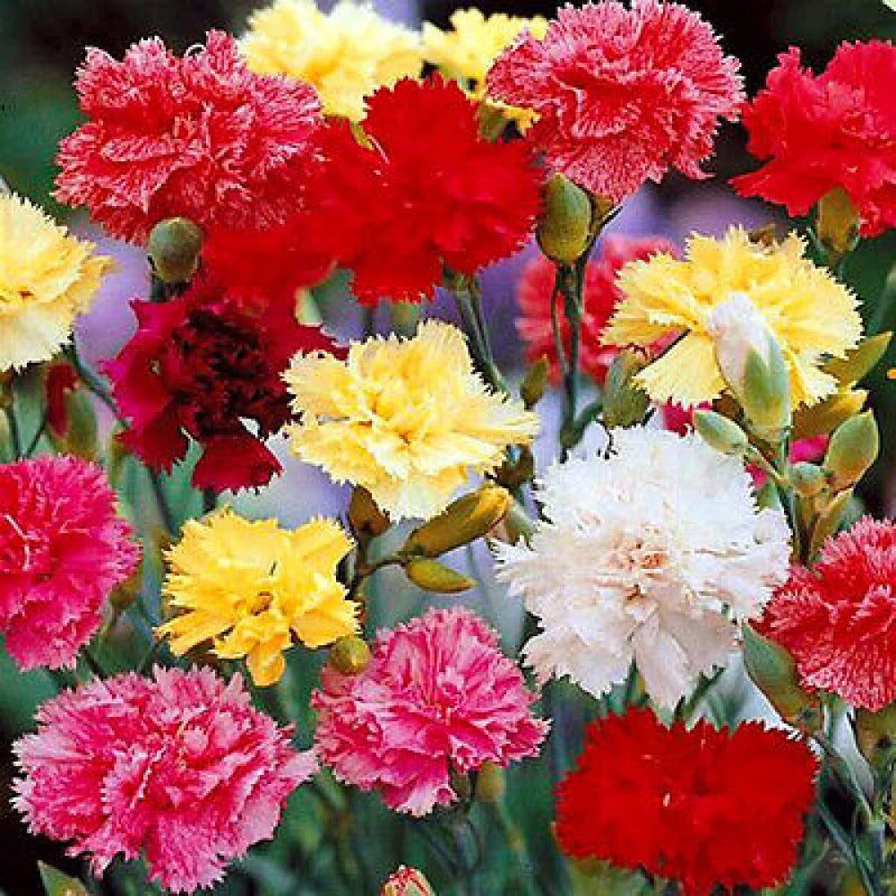 Carnation Flower Seeds Brown for Planting NON GMO Seeds