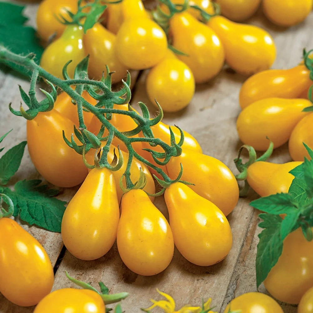 Pear Tomato Vegetable Seeds for Planting