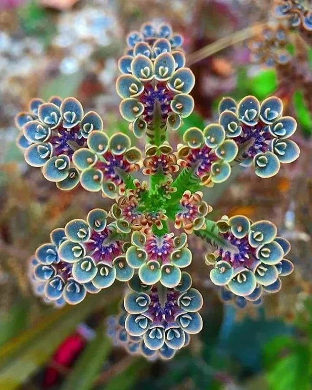 Kalanchoe  Blossfeldiana Succulent, Flowering Seeds For Planting