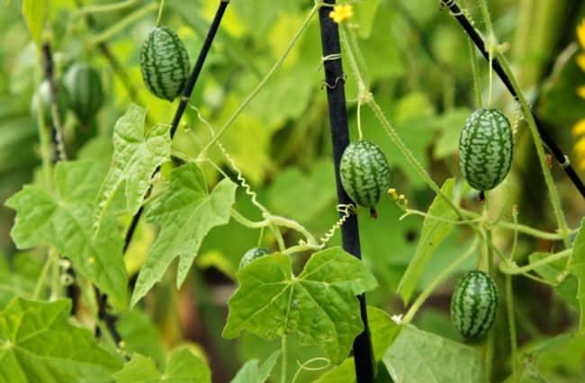 Cucamelon Melothria scabra seeds for trellis garden