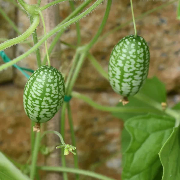 cucamelon plant grown from seeds in container garden