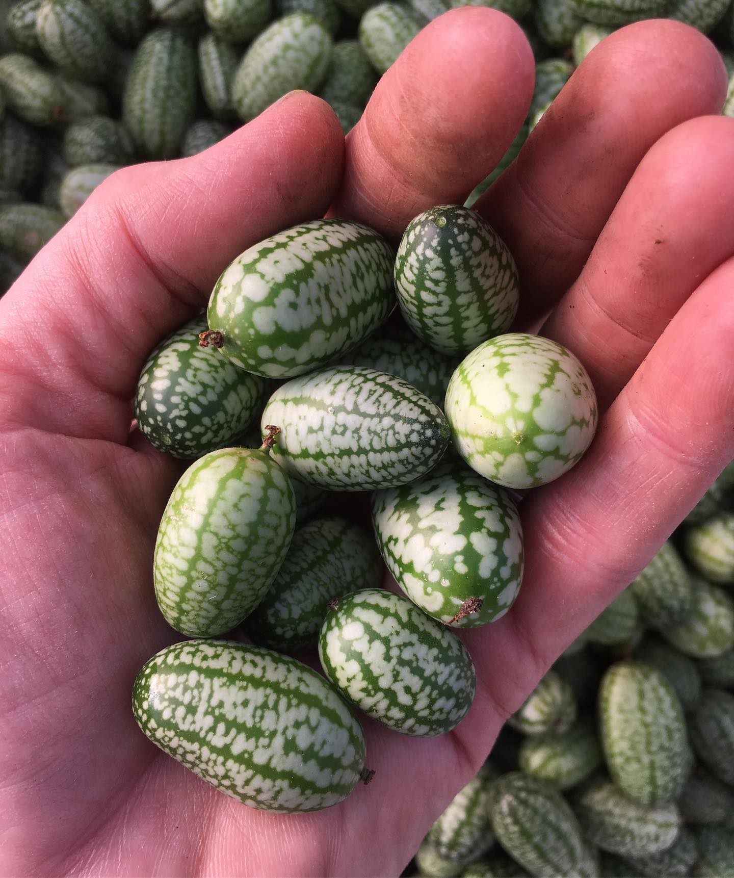 Mouse Melon (Melothria scabra) Seeds