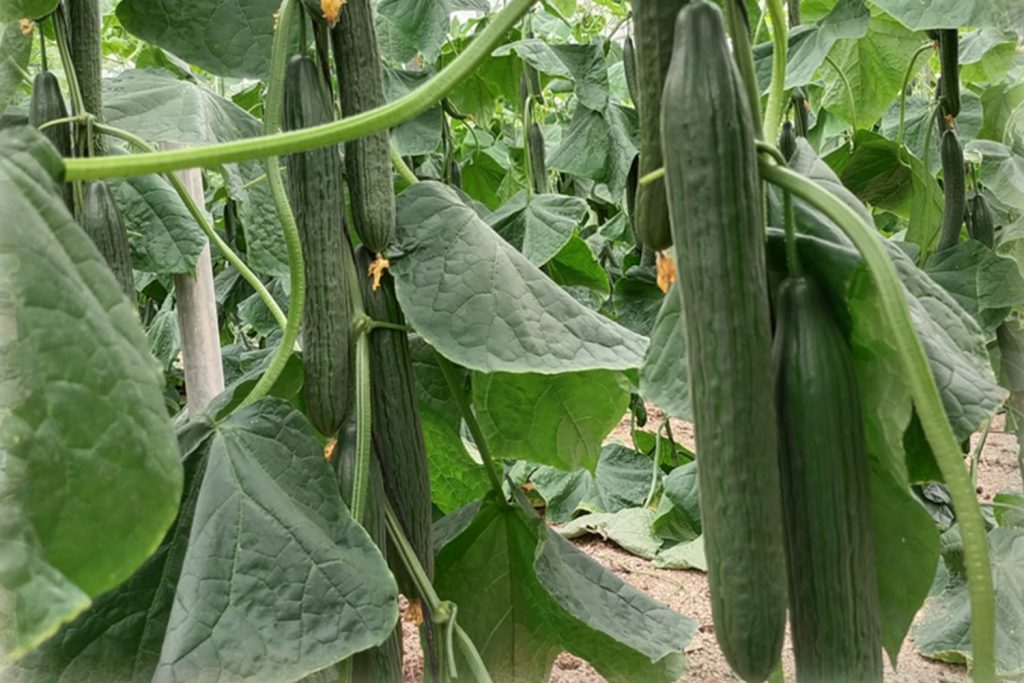 Cucumber Cucumis Sativus Dutch Vegetable Seeds for Planting – Ideal for Vertical Garden and Fresh Harvests - Dharaseeds