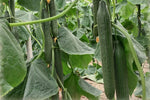 Cucumber Cucumis Sativus Dutch Vegetable Seeds for Planting – Ideal for Vertical Garden and Fresh Harvests - Dharaseeds