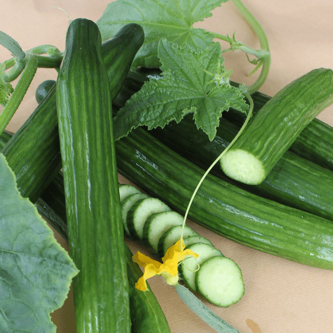 Cucumber Cucumis Sativus Dutch Vegetable Seeds for Planting – Ideal for Vertical Garden and Fresh Harvests - Dharaseeds