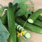 Cucumber Cucumis Sativus Dutch Vegetable Seeds for Planting – Ideal for Vertical Garden and Fresh Harvests - Dharaseeds