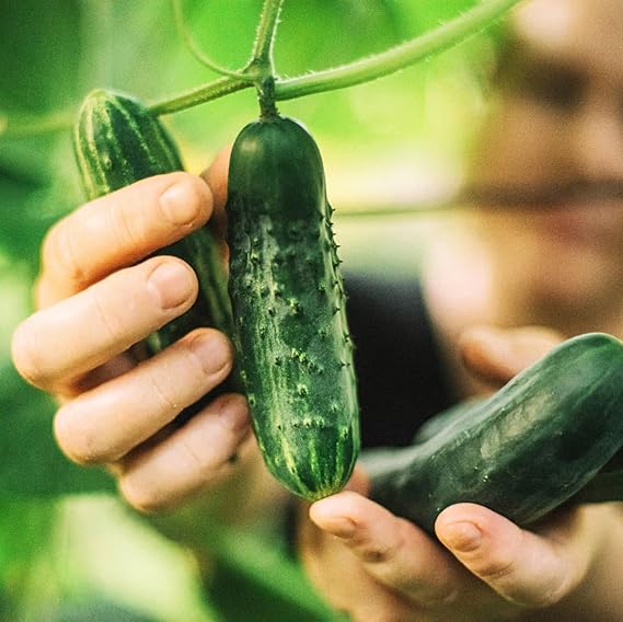 Cucumber Cucumis Sativus Gemini 7 Vegetable Seeds for Planting – Compact Variety for Kitchen Garden and Vertical Growing - Dharaseeds