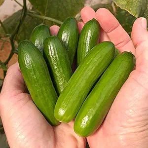 Cucumber Cucumis Sativus Gemini 7 Vegetable Seeds for Planting – Compact Variety for Kitchen Garden and Vertical Growing - Dharaseeds