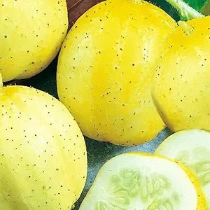 Cucumber Cucumis Sativus Lemon Vegetable Seeds for Planting – Unique Variety for Kitchen Garden and Fresh Eating - Dharaseeds
