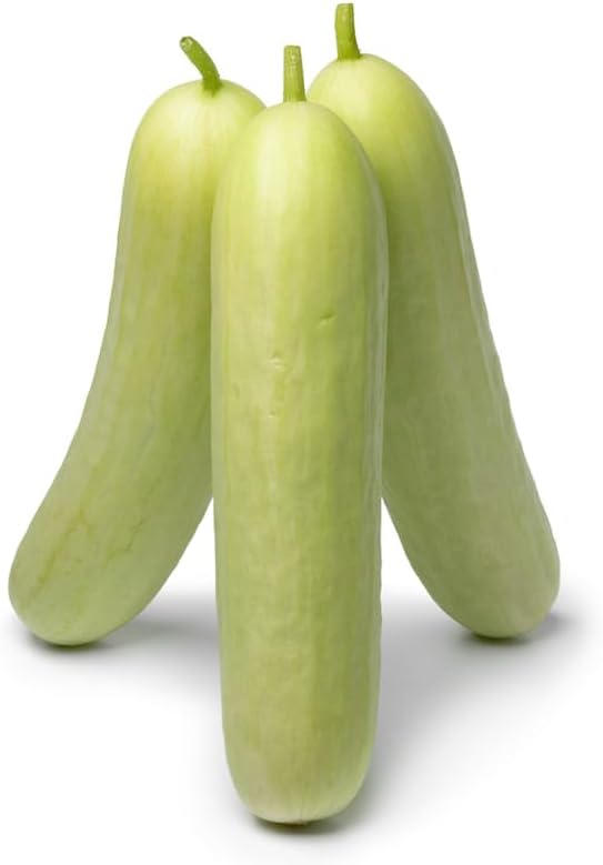 Cucumber Cucumis Sativus Red Yellow White Seven Types Vegetable Seeds for Planting – Unique Varieties for Garden and Culinary Use - Dharaseeds