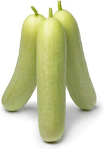 Cucumber Cucumis Sativus Red Yellow White Seven Types Vegetable Seeds for Planting – Unique Varieties for Garden and Culinary Use - Dharaseeds
