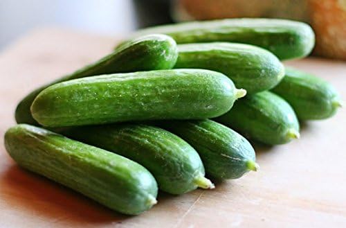 Cucumber Cucumis Sativus Red Yellow White Seven Types Vegetable Seeds for Planting – Unique Varieties for Garden and Culinary Use - Dharaseeds