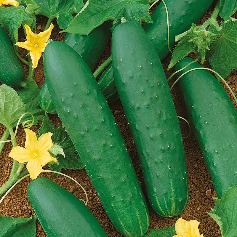 vegetables fresh high quality vegetable seeds for home gardens and farms perfect for growing healthy and nutritious crops organic vegetables premium organic vegetable seeds for sustainable farming and healthy homegrown produce suitable for all climates