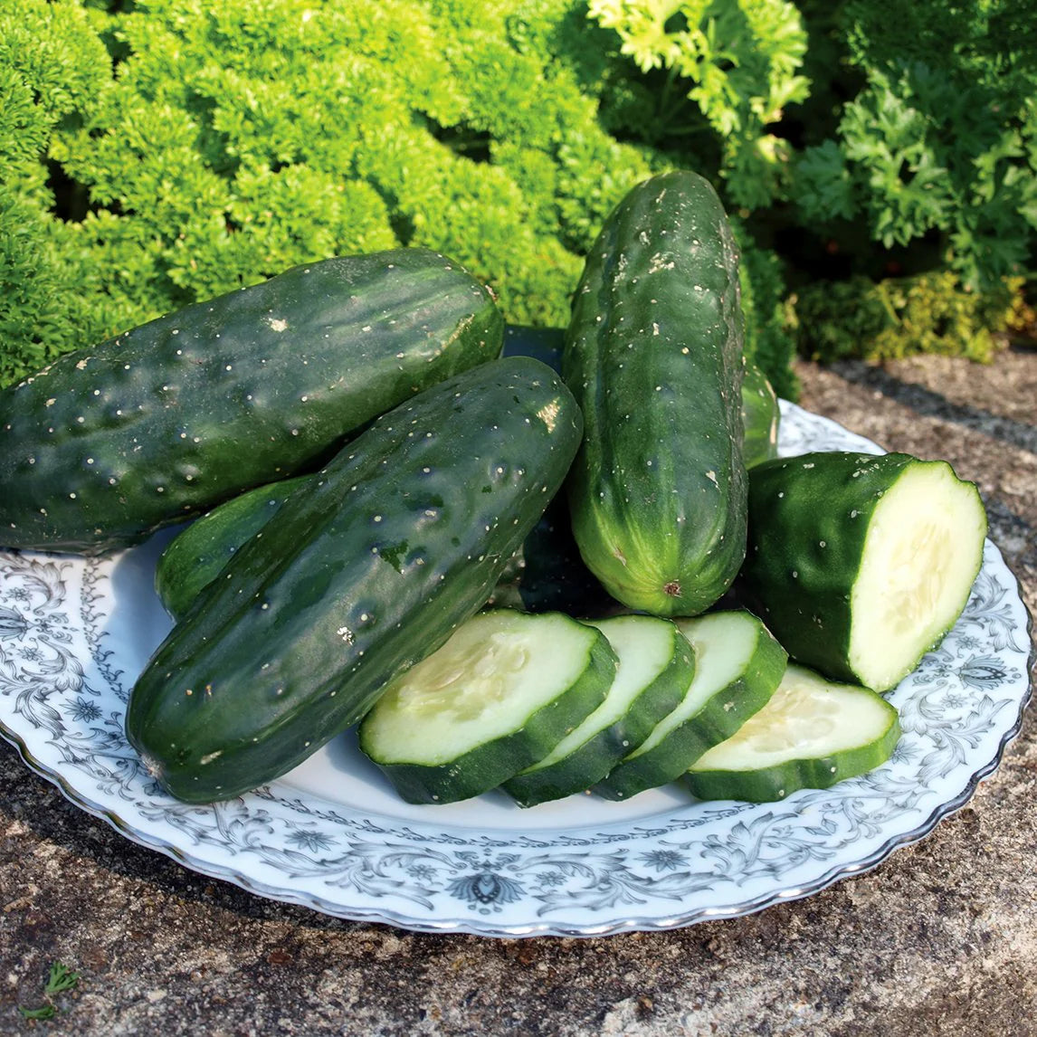 Cucumber Seeds - Double Yield