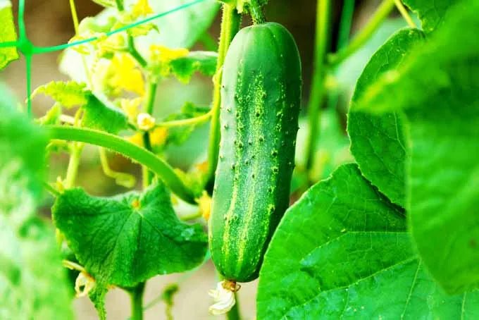 Cucumber Seeds – Courtyard Garden Bonsai Variety - Dharaseeds