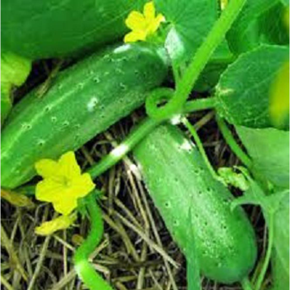 Cucumber Seeds – Courtyard Garden Bonsai Variety - Dharaseeds