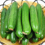 Cucumber Seeds – Courtyard Garden Bonsai Variety - Dharaseeds