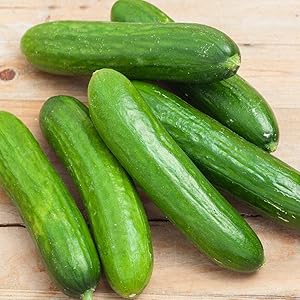 Cucumber Seeds – Courtyard Garden Variety - Dharaseeds