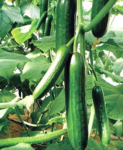 Cucumber Seeds – Courtyard Garden Variety - Dharaseeds