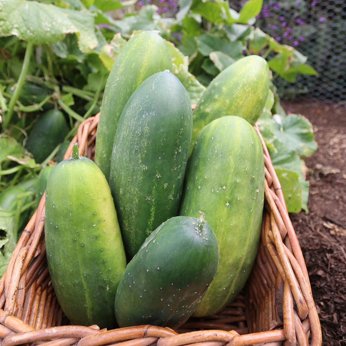 Cucumber Seeds (Organic) - Spacemaster